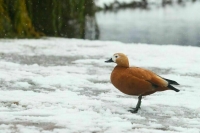 Приход зимы и снова резкое потепление: какой будет погода в Москве в выходные