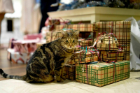 Путешествия, питомцы и сладости: как менялись новогодние желания россиян