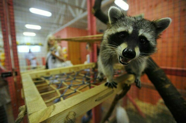 Мосгордума предложила ввести в законодательство понятие «зооклуб»