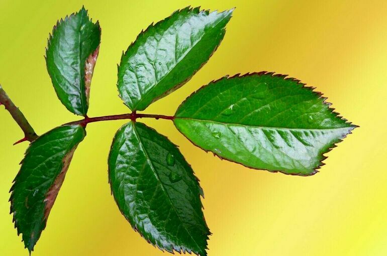 В ДНР и ЛНР появятся «Святые горы»