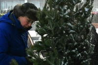 Эксперт рассказал, как не попасться на обман при покупке новогодней елки