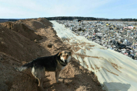 Срок использования старых мусорных полигонов продлят на два года