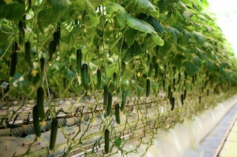 Срок аккредитации Россельхозцентра перенесли на четыре года