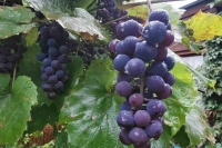 Отели разрешат строить на виноградных плантациях