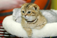 В России предложили ввести налоговый вычет за лечение домашних животных