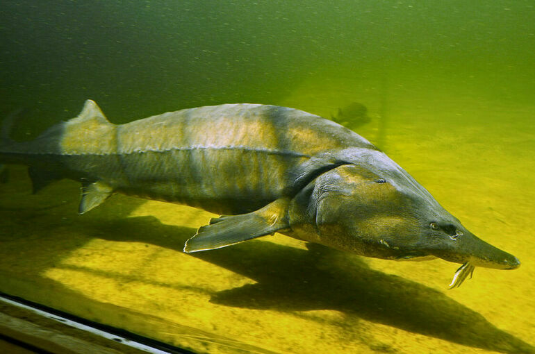 Промысел осетровых в Азовском море могут возобновить в 2027--2028 годах