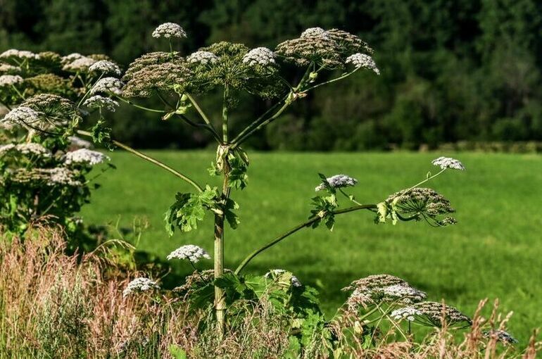 Приказано уничтожить: в российских лесах искоренят «захватчиков»