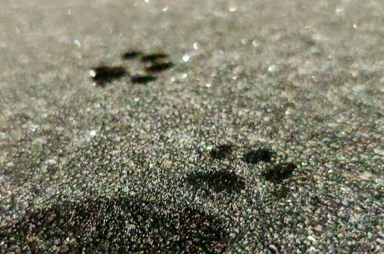 В Москве объявили желтый уровень погодной опасности на двое суток
