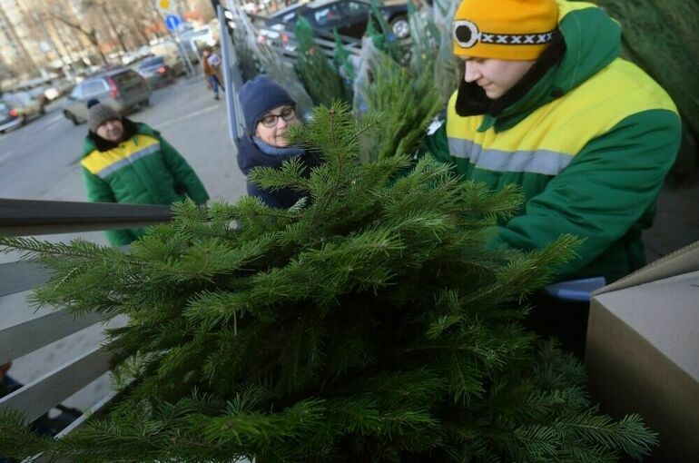 Эксперт рассказала, каких насекомых можно принести домой вместе с новогодней елкой