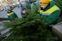 Эксперт рассказала, каких насекомых можно принести домой вместе с новогодней елкой