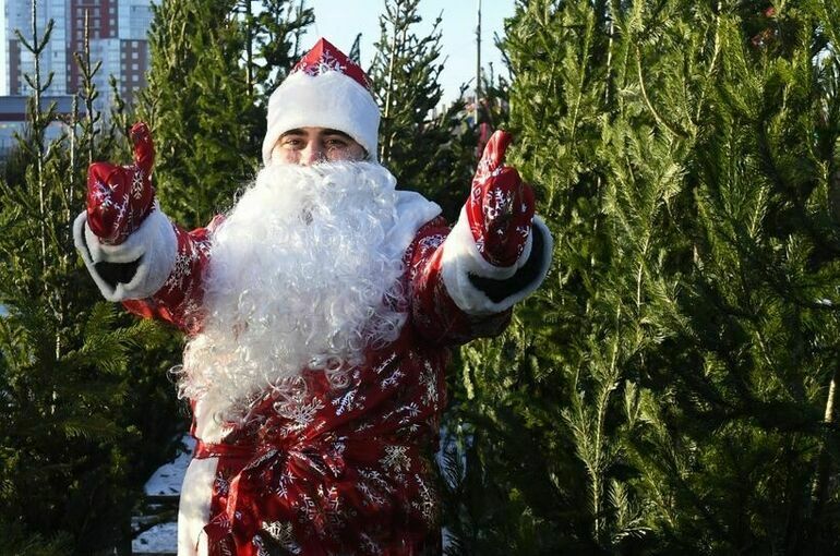 Сколько стоят новогодние елки на базарах Москвы