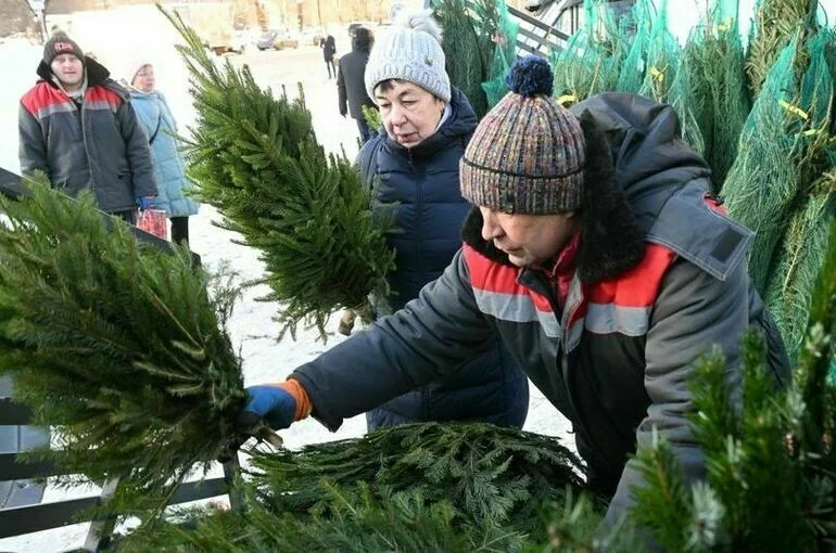 Сколько стоят новогодние елки на базарах Москвы