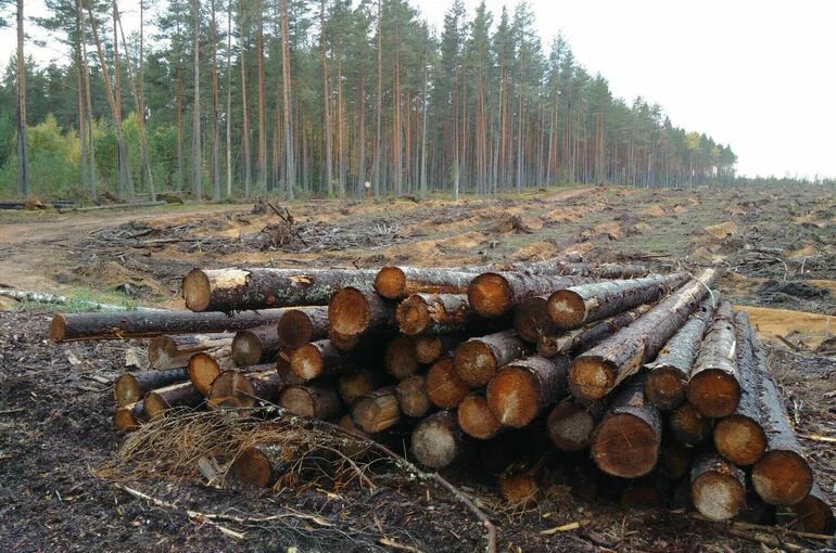 Государственным лесхозам разрешат самостоятельно заготавливать древесину