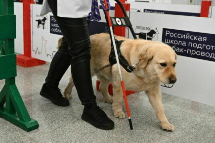 Слабовидящим помогут купить корм для собаки-проводника