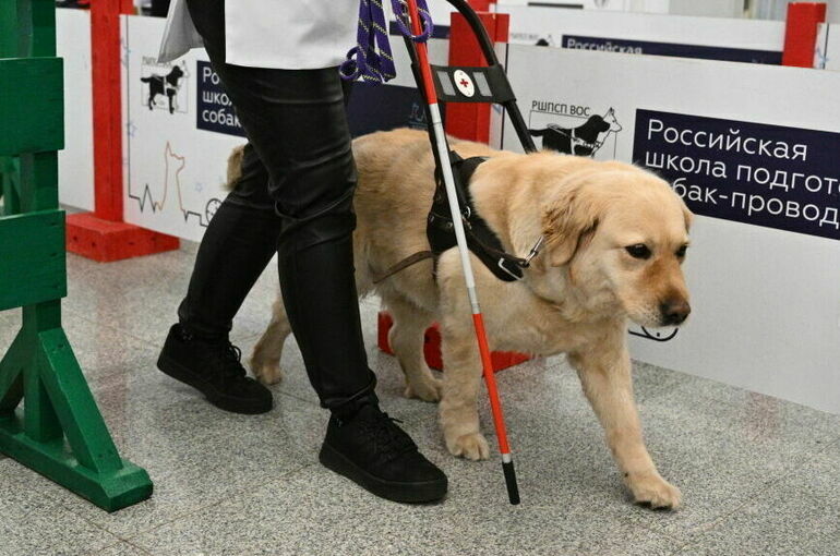 Слабовидящим помогут купить корм для собаки-проводника