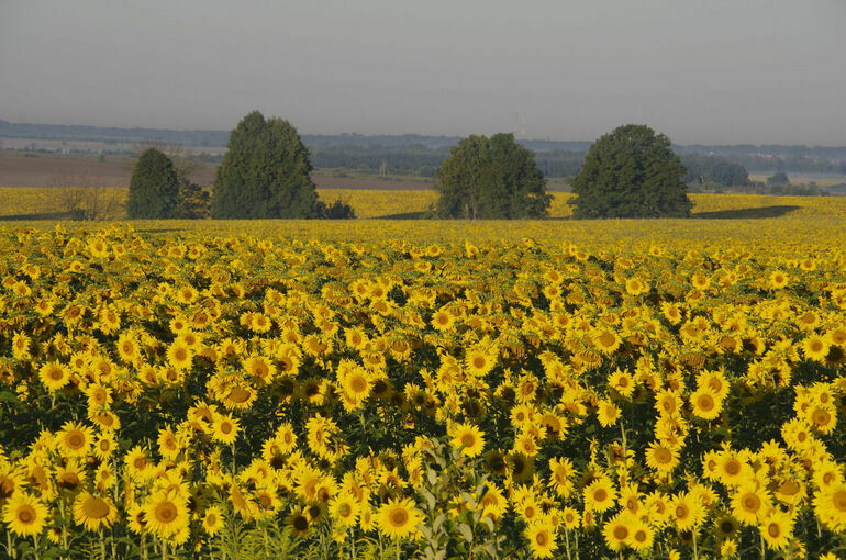 Будущие аграрии смогут учиться в вузах по целевой квоте