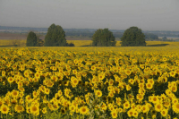 Будущие аграрии смогут учиться в вузах по целевой квоте