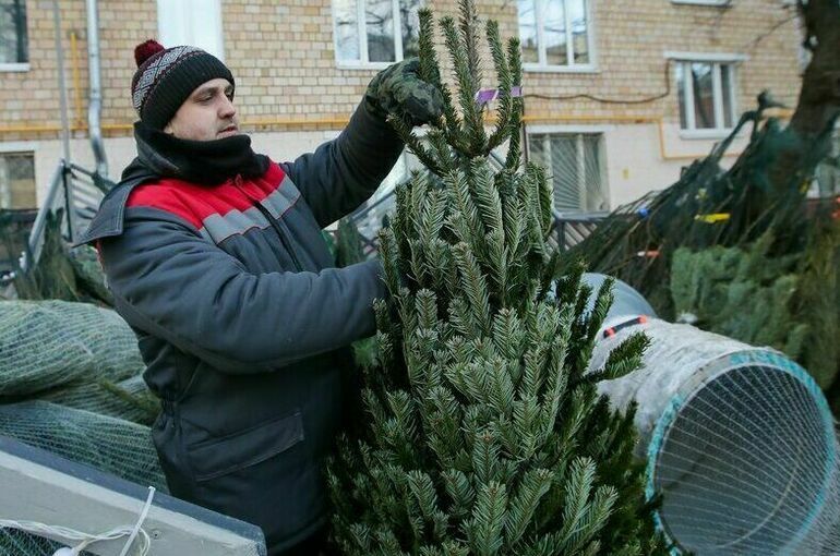 Эксперт рассказал, как избавиться от клещей на новогодней елке
