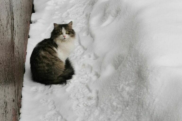 Метель и морозы придут в Москву и Подмосковье в последние дни 2025 года