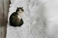 Метель и морозы придут в Москву и Подмосковье в последние дни 2025 года