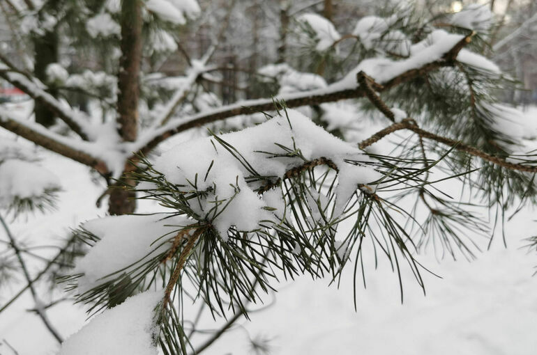 Аномальные морозы придут в Москву в последние дни декабря и начале января