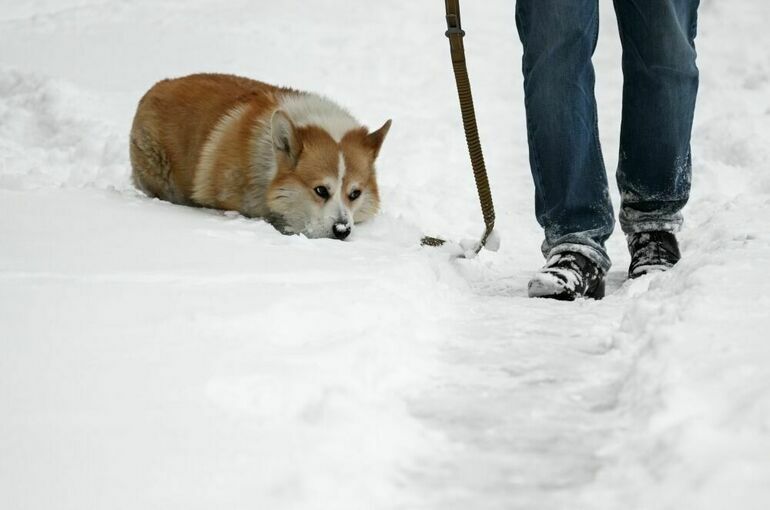 Сугробы и заносы: кому жаловаться, если не убирают снег