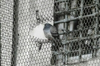 Начальникам исправительных учреждений дадут право вводить особый режим