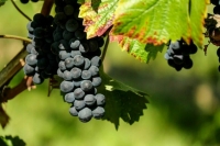 Виноделы получат новые возможности для бизнеса