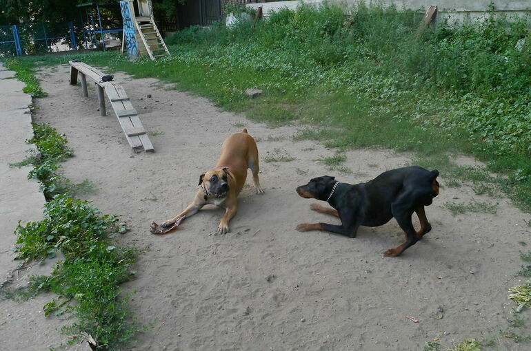 Комитет Госдумы одобрил увеличение штрафов за нарушение правил обращения с животными