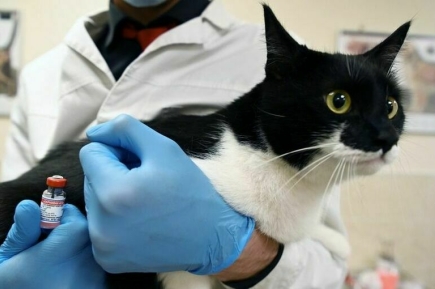 Продажу подросткам ветеринарных препаратов на маркетплейсах хотят ограничить