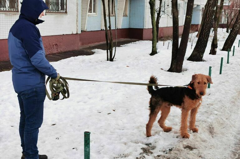 Комитет Госдумы поддержал обязательную маркировку домашних животных