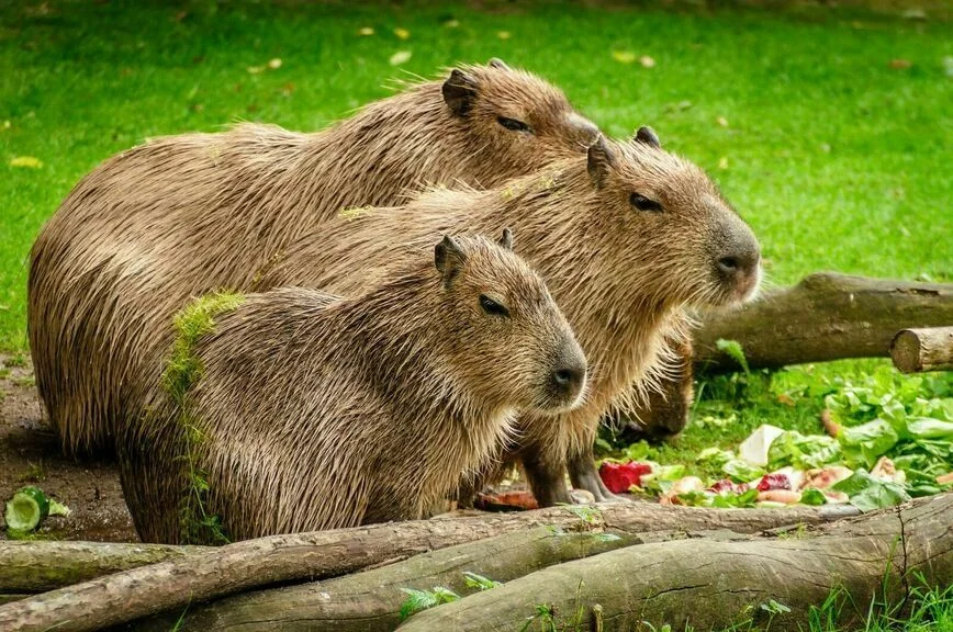 Антикафе с животными просят для себя закон