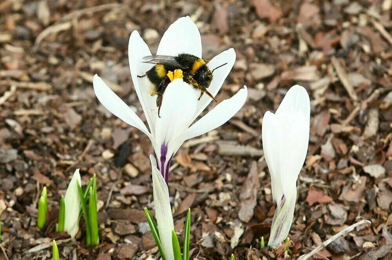 Москвичам пообещали ранний приход весны