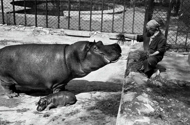 Как в блокаду ленинградцы сберегли зверей в зоопарке
