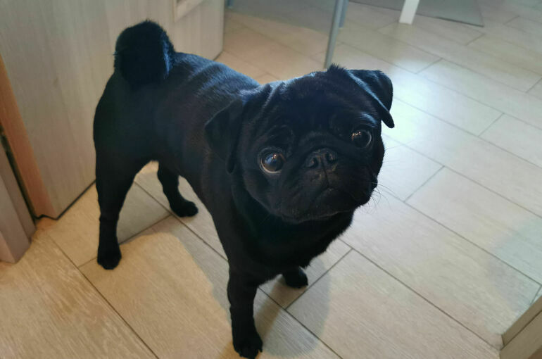 Маркировку животных в России предлагают делать по образцу Ленобласти