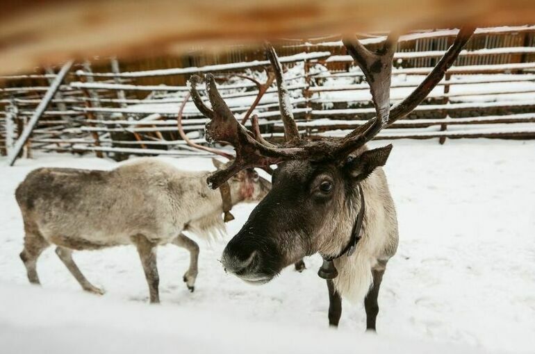 Оленям спасателей МЧС добавят опилок