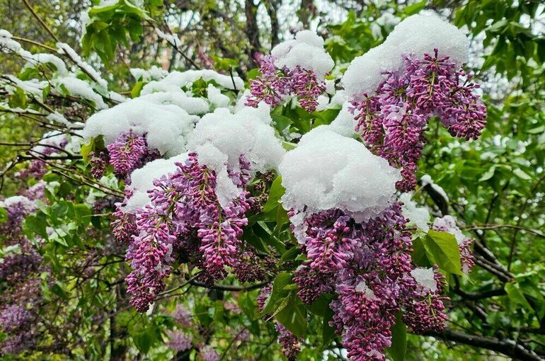 Жителям Центральной России обещали ранний приход весны