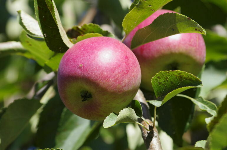 Минсельхоз: В России используют меньше пестицидов, чем в ряде других стран