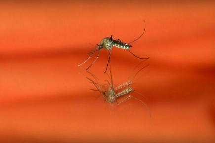 В России зарегистрировали завозной случай лихорадки чикунгунья