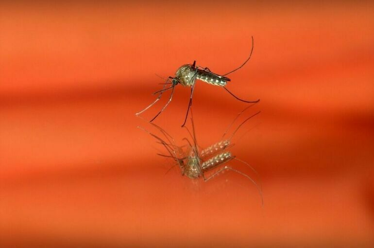 В России зарегистрировали завозной случай лихорадки чикунгунья