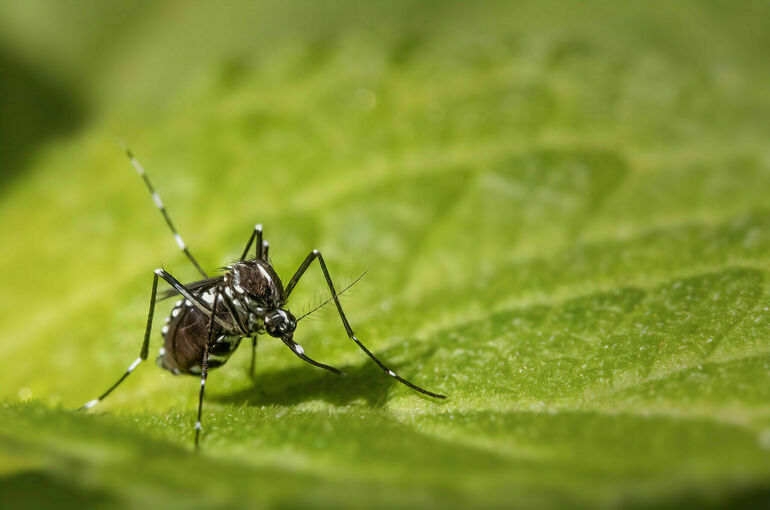 Вирусолог рассказал о расширении ареала распространения комаров — переносчиков лихорадки чикунгунья