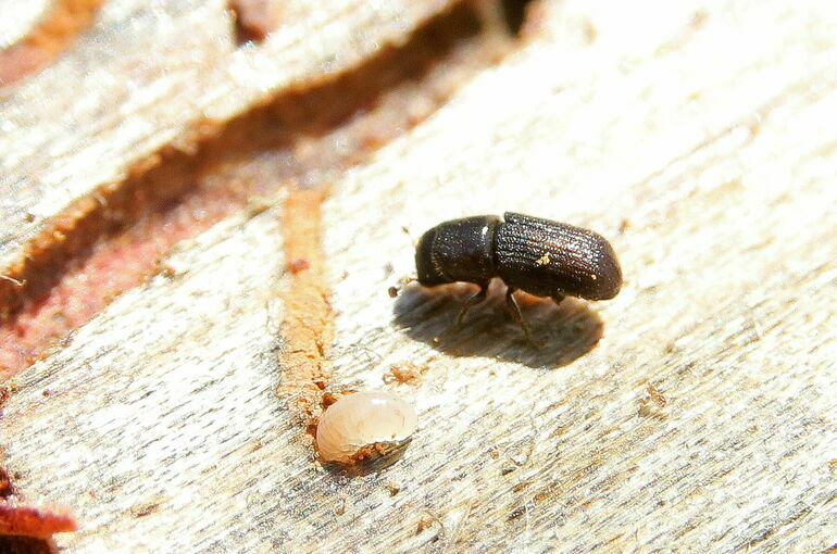 В Совфеде предложили разделить пестициды на химические и биологические