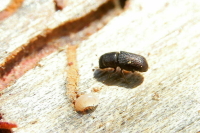 В Совфеде предложили разделить пестициды на химические и биологические