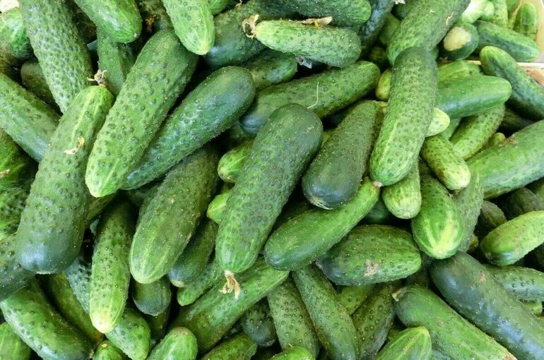Огурцы с начала года подорожали почти на 43%