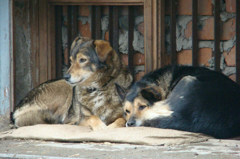 Деньги от штрафов за жестокое обращение с животными предложили направлять в приюты