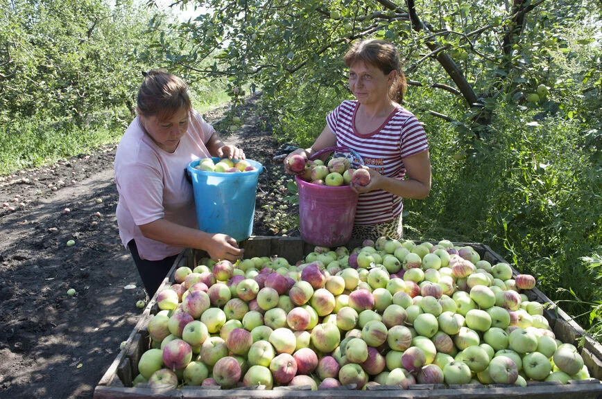 Закупку фермерской продукции торговыми сетями хотят проводить по единым правилам