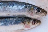 Рыбные прилавки хотят очистить от опасной экзотики