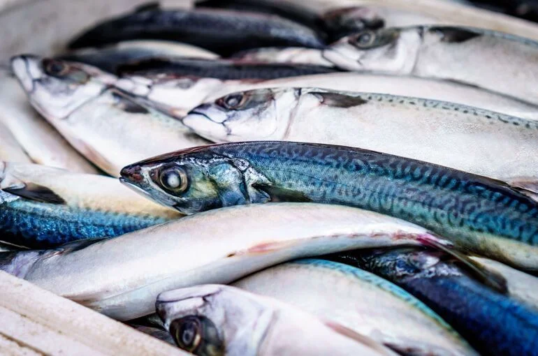 Порядок проведения рыболовами погрузки и выгрузки продукции предложили уточнить