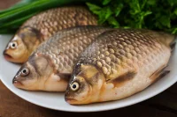 На смену заморской форели придут карп и карась