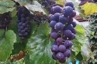 В южных регионах на баннерах появится реклама игристого